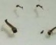 Cả trăm gia đình bị phạt vì không diệt lăng quăng