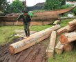Khởi tố hình sự vụ 5 xe gỗ 