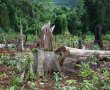 Khởi tố vụ phá rừng tại Khu Bảo tồn Nam Nung ở Đắk Nông