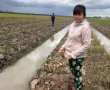Khởi tố vụ chặt phá hơn 3.500 cây cam sành trong đêm