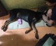 Vụ chú chó Doberman bị đâm chết: Có thể khởi tố hình sự!