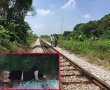 Cần khởi tố vụ thuê người chặt tay, chân để lừa bảo hiểm?