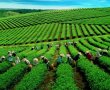 Việt Nam thu gần 4.000 tỷ đồng từ xuất khẩu chè trong 8 tháng