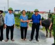 Nhận lại trâu bị lũ cuốn từ Phú Thọ về Hà Nội